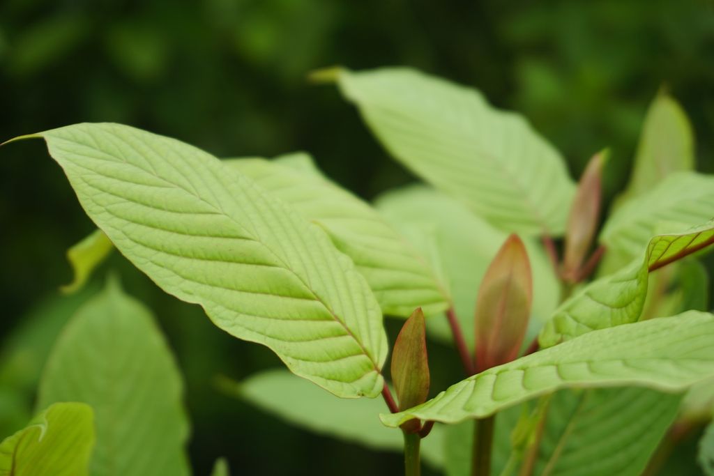 Daun kratom (<i>Mitragyna speciosa</i>) tumbuh liar di sekitar daerah aliran sungai Mahakam di Desa Pela, Kecamatan Kota Bangun, Kutai Kartanegara, Kalimantan Timur, Selasa (26/11/2019). 