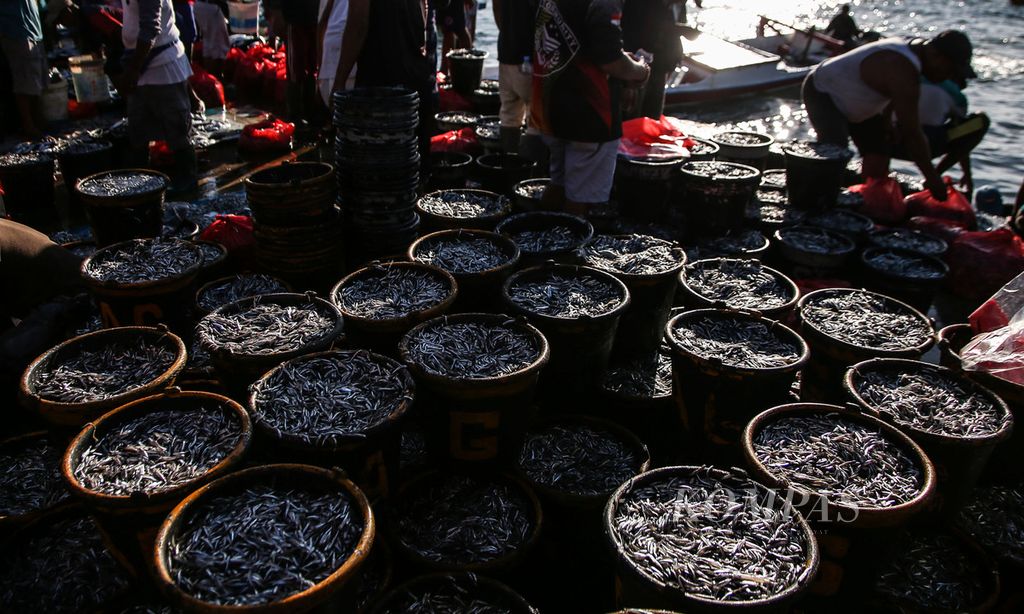 Ikan puri (teri) yang dijual per ember di Pasar Ikan Hamadi, Jayapura, Papua, Jumat (3/12/2021).