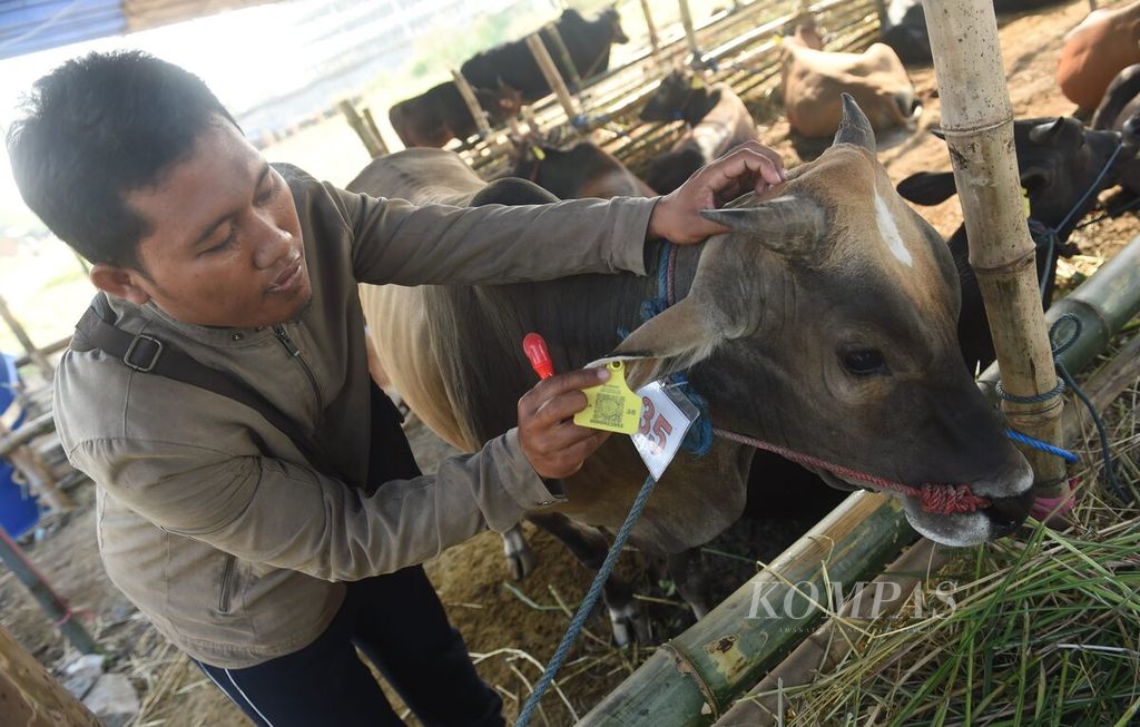 Penjual hewan kurban, Ook, menunjukkan penanda di telinga pada sapi asal Pulau Kangean, Sumenep, yang menginformasikan bahwa sapi telah divaksin, di pinggir Jalan Dr Ir H Soekarno, Surabaya, Jumat (9/6/2023). Wabah PMK yang terjadi sesaat sebelum Idul Adha tahun lalu berpengaruh pada tingkat penjualan dan kepercayaan pelanggan. Hewan kurban yang dijual banyak didatangkan dari daerah Kediri, Nganjuk, dan Madura. 