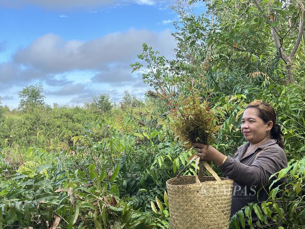Ambun Suteng (43), warga Desa Kalumpang, Kecamapatan Mantangai, Kabupaten Kapuas, Kalimantan Tengah, mengumpulkan sayur kelakai (pakis merah) yang tumbuh lebat di ladangnya. Semak belukar telah tumbuh lebat sejak pelarangan berladang pada 2015. 