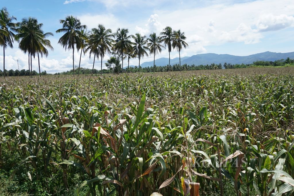 Hamparan kebun jagung tampak di Desa Tunggulo, Kabupaten Bone Bolango, Provinsi Gorontalo, Jumat (2/12/2022).