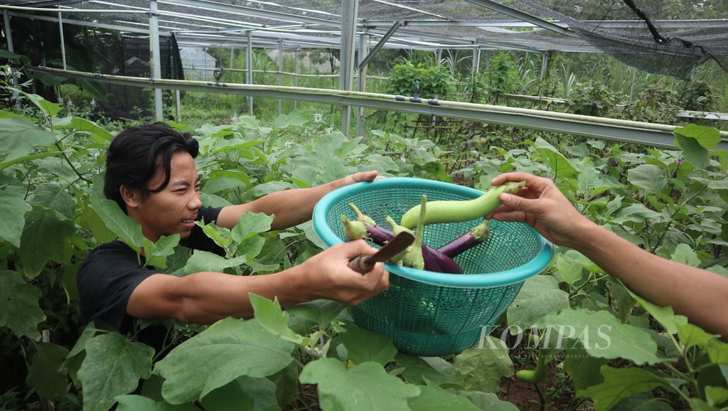 Hamid harvests eggplants at the Wangsakerta Nature School, Karangdawa Hamlet, Setupatok Village, Mundu District, Cirebon Regency, West Java, Monday (6/2/2023).