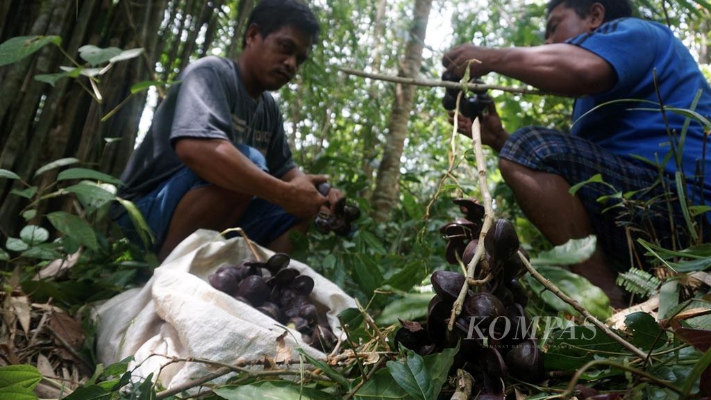 RK Maladi dan kawannya memanen jengkol di Hutan Kubung, Kecamatan Delang, Kabupaten Lamandau, Kalimantan Tengah, Rabu (16/1/2019). Dalam waktu dua jam, mereka bisa menghasilkan 45 kilogram dengan nilai Rp 675.000.