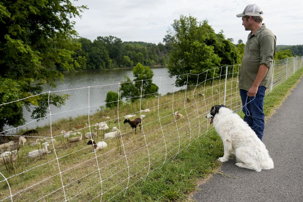 Zach Richardson, pemilik Nashville Chew Crew, mengawasi kawanan dombanya bersama anjing penjaga, Doug, di tepi Sungai Cumberland di Nashville, Tennessee, AS, 9 Juli 2024. Kawanan domba dikaryakan untuk makan rumput dan  tanaman pengganggu di taman kota, jalur hijau, dan pemakaman.  