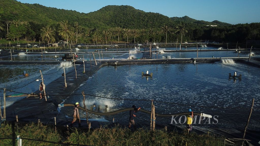 Workers prepare to harvest shrimp in Karimunjawa National Park, Karimunjawa Village, Karimunjawa District, Jepara, Central Java, Tuesday (16/4/2024).