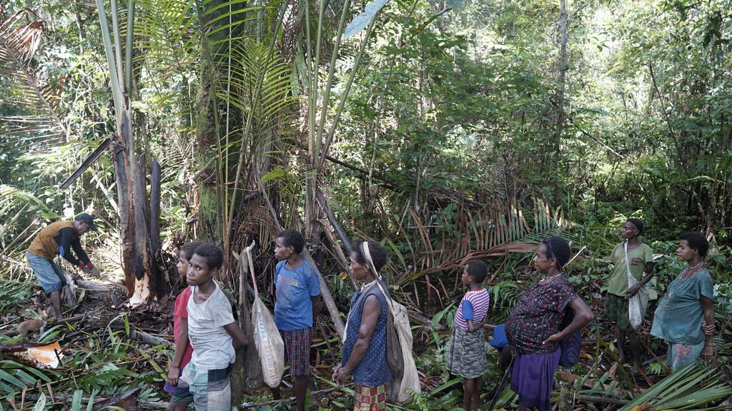  Aktivitas menokok sagu di Dusun Dayo, Distrik Yanimura, Kabupaten Boven Digoel, Papua, Kamis (5/3/2020). Perempuan Korowai menyiapkan alat pangkur pagu, nokel, dan pisau. Sementara, laki-laki membawa alat-alat untuk menebang dan membelah pohon sagu, seperti kapak batu atau linggis. Kegiatan memangkur sagu dimulai sejak pagi hari karena butuh waktu hampir seharian. 
