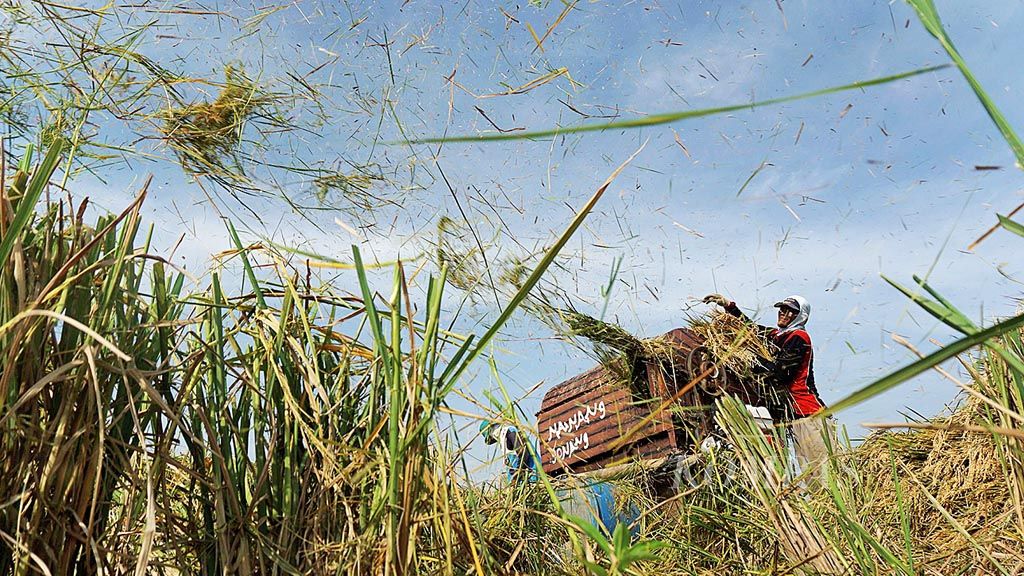 Buruh panen merontokkan padi di persawahan Desa Bayur Kidul, Kecamatan Cilamaya Kulon, Kabupaten Karawang, Jawa Barat, Rabu (19/4). Petani di sejumlah daerah sentra padi mengkhawatirkan serangan hama pada musim tanam ini. Selain faktor cuaca, siklus organisme pengganggu tanaman cenderung tidak terputus.
