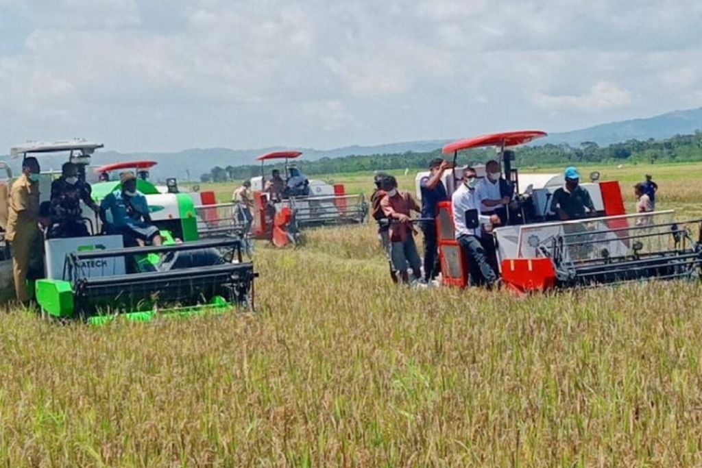 Gubernur NTT Viktor Laiskodat bersama Bupati Sumba Tengah melakukan panen padi <i>food estate</i> di Sumba Tengah, Sabtu (5/6/2021). 