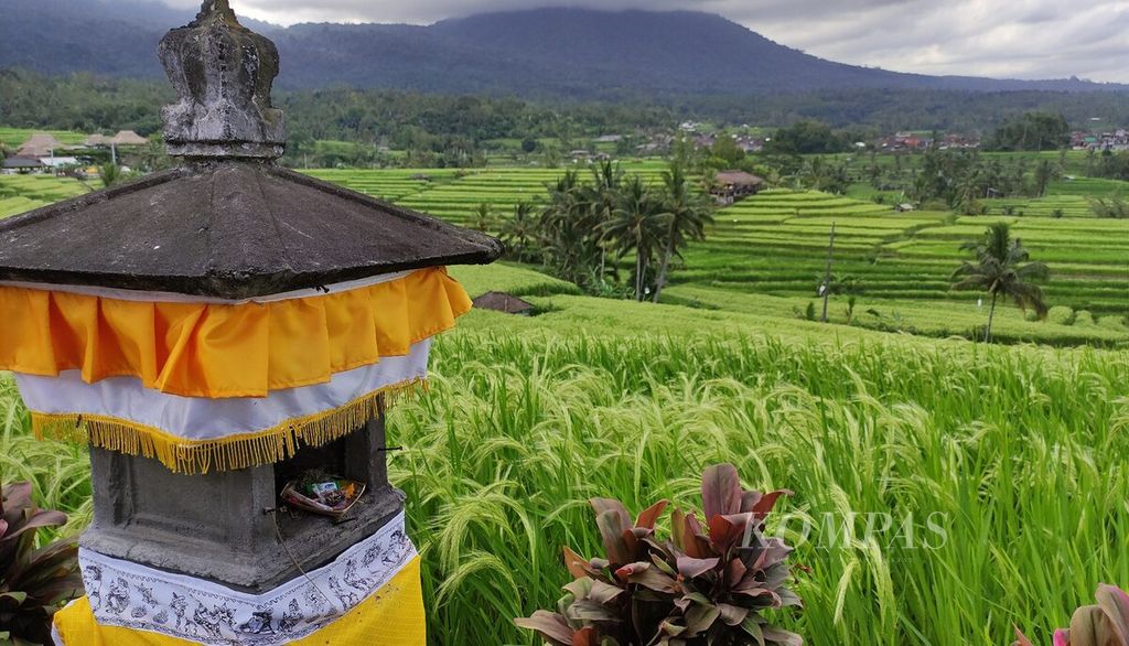  Pemerintah menyiapkan kawasan Jatiluwih di Kecamatan Penebel, Kabupaten Tabanan, menjadi tempat kunjungan bagi delegasi peserta Forum Air Sedunia ke-10 di Bali. Kawasan Jatiluwih memiliki panorama sawah yang menarik, seperti terlihat pada Jumat (3/5/2024).