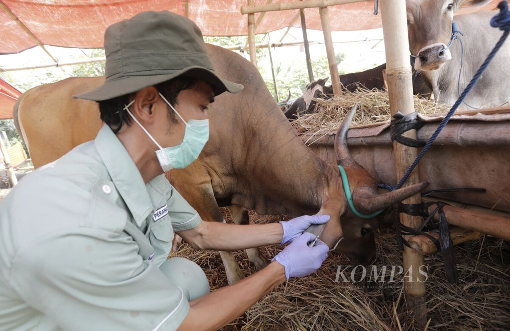 Petugas dari Pusat Pelayanan Kesehatan Hewan dan Peternakan Dinas KPKP Provinsi DKI Jakarta mengambil sampel darah dari seekor sapi yang dijual salah satu lapak pedagang hewan kurban di kawasan Cilangkap, Cipayung, Jakarta Timur, Kamis (30/5/2024). 