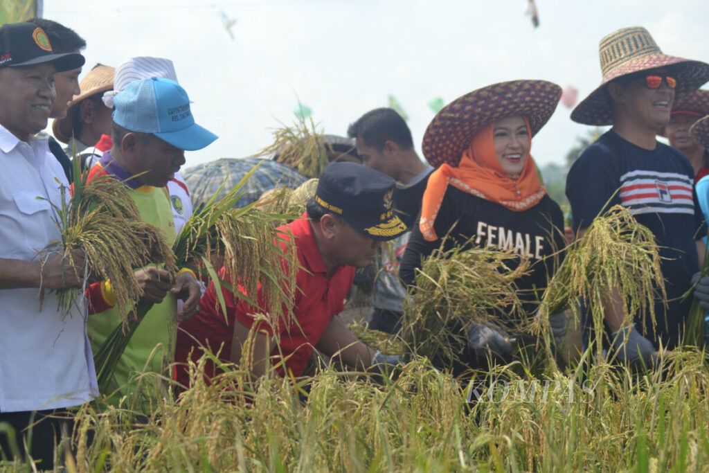 Gubernur Kalteng Sugianto Sabran dan beberapa pejabat daerah memanen perdana padi di lahan marjinal di Kelurahan Tanjung Pinang, Kota Palangkaraya, Kalimantan Tengah, Minggu (3/11/2019).