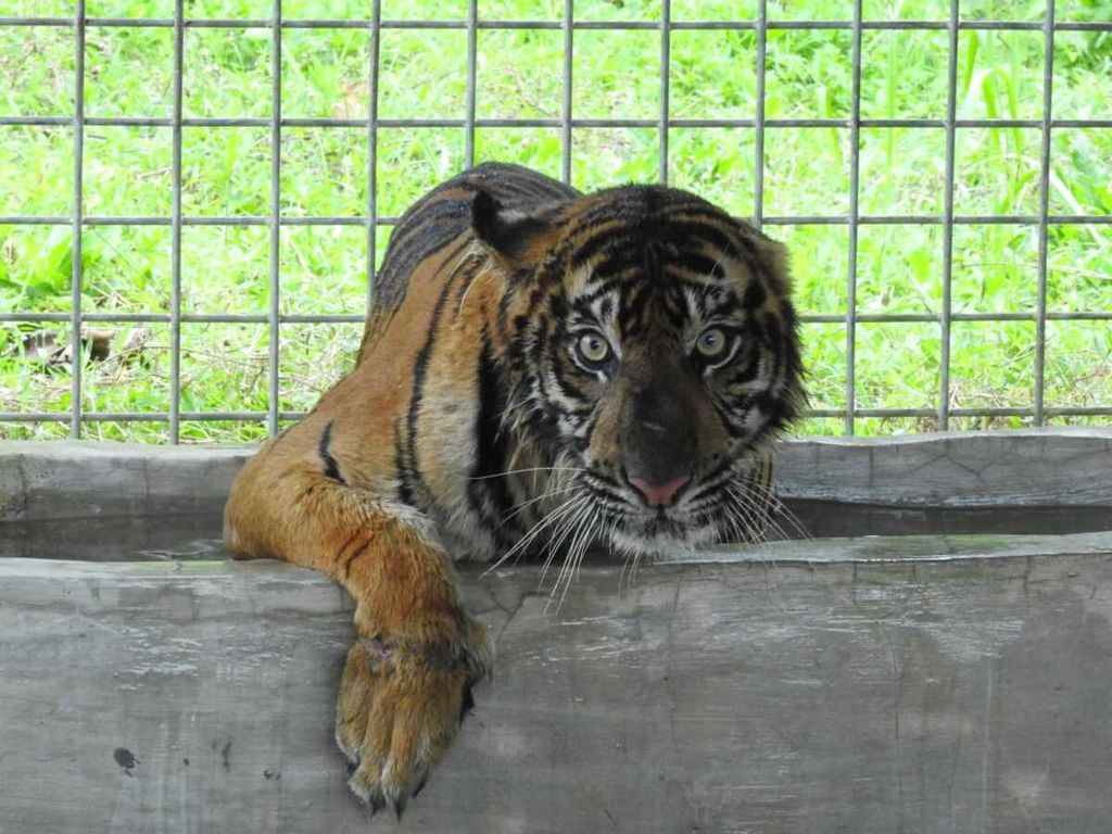 Kondisi harimau Lanustika di Pusat Rehabilitasi Harimau Sumatera Dharmasraya (PRHSD) Arsari, Dharmasraya, Sumatera Barat, seusai dievakuasi dari Desa Teluk Lanus, Kecamatan Sungai Apit, Kabupaten Siak, Riau, Jumat (10/9/2021). Harimau ini dievakuasi karena diduga telah menyerang warga hingga tewas di sekitar kamp areal perkebunan sawit pada 29 Agustus 2021.