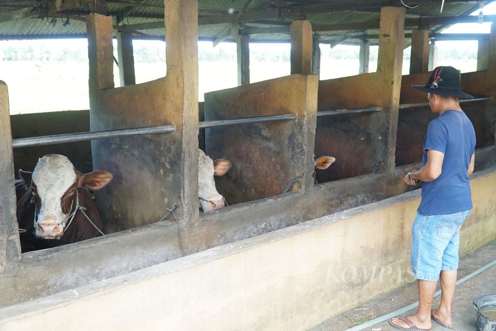 Peternak memantau kondisi sapinya yang sudah sembuh dari PMK di Kabupaten Padang Pariaman, Sumbar, Kamis (21/7/2022).