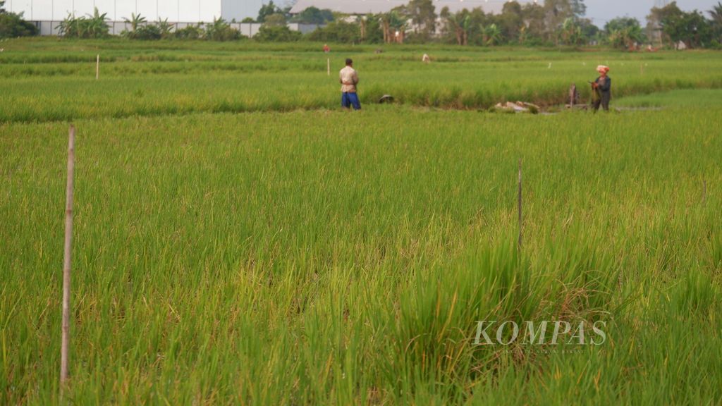 Sebagian tanaman padi di Desa Malintang, Kecamatan Gambut, Kabupaten Banjar, Kalimantan Selatan, tampak menguning akibat terserang virus tungro, Selasa (10/5/2022). Serangan virus tersebut membuat petani terancam gagal panen karena banyak tanaman padi yang mati sebelum berbulir.