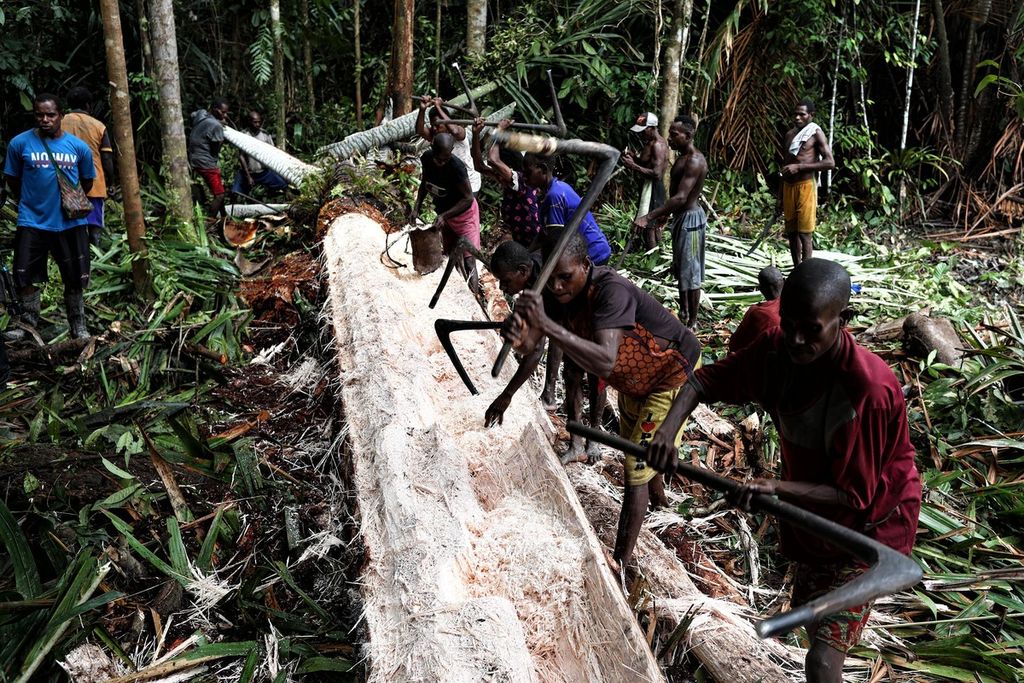 Residents of the villages of As and Atat, Pulau Tiga District, Asmat, Papua, take turns shearing sago in their customary forest, Thursday (14/10/2021).