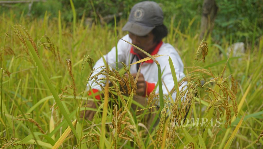 Warga Dusun Mului sedang memanen padi ladangnya di Dusun Mului, Kabupaten Paser, Kalimantan Timur, Sabtu (13/3/2021). Mereka membawa lanjung atau tas rotan untuk menyimpan padi hasil panen saat itu. Alat potong sederhana juga mereka buat menggunakan potongan besi dan silet.