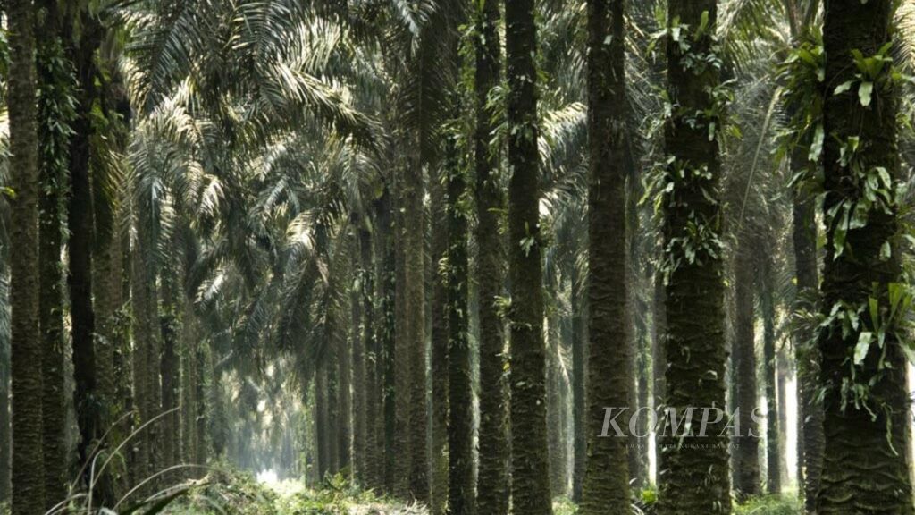 Jajaran tanaman kelapa sawit tua di kebun PT Ramajaya Pramukti, Kota Pekanbaru, Riau, Rabu (2/10/2019). Kebun itu sudah siap untuk diremajakan.