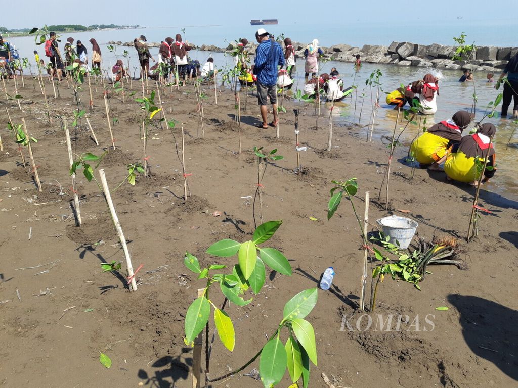 Sejumlah komunitas dan siswa SMAN 1 Jatibarang berpartisipasi dalam acara penanaman 1.000 pohon mangrove di Pantai Rambat, Desa Juntinyuat, Kabupaten Indramayu, Jawa Barat, Minggu (6/1/2019). Acara itu untuk mencegah abrasi di pantai yang turut merusak persawahan di sekitarnya.