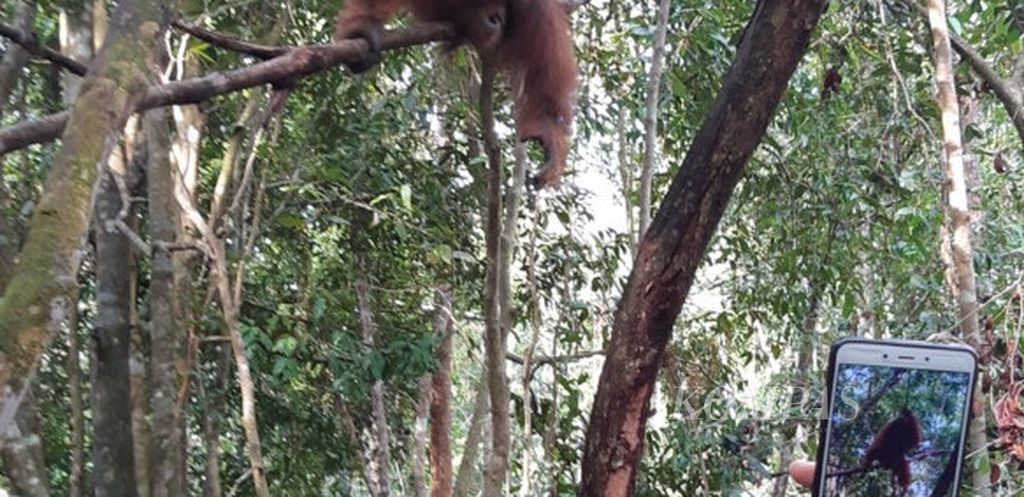 Para turis menyaksikan seekor orangutan bernama Kacong, di Taman Nasional Tanjung Puting.