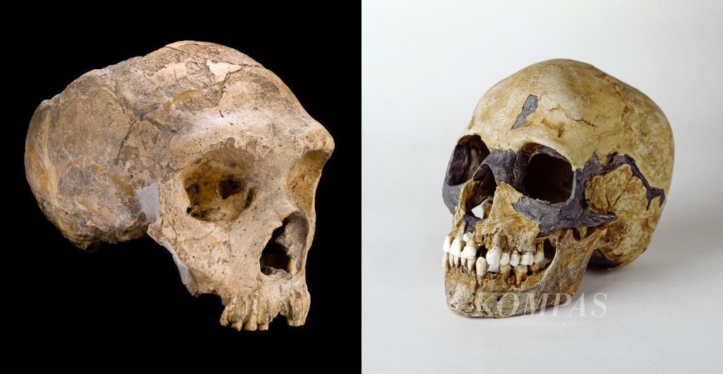 <i>Neanderthal </i>(kiri) dan <i>Homo sapiens</i> (kanan) adalah kerabat terdekat satu sama lain, dan bisa kawin silang. Kredit: Trustees of the Natural History Museum, London,