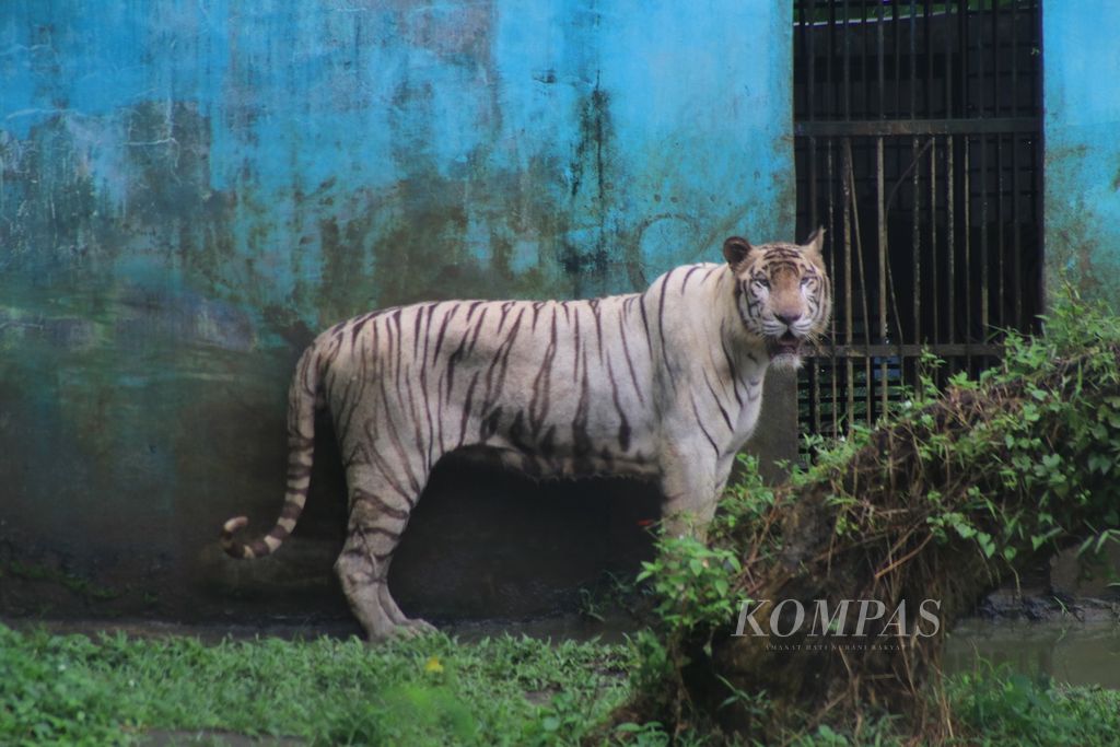 Harimau benggala di kandang Kebun Binatang Medan, Sumatera Utara, Senin (8/1/2024).