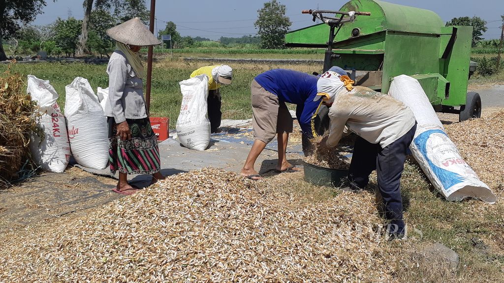Petani menggiling kedelai pada mesin penggiling di Desa Pagarngumbuk, Kecamatan Wonoayu, Sidoarjo, Jawa Timur, Minggu (25/9/2022). Harga kedelai turun menjadi Rp 10.200 per kilogram (kg) dari Rp 11.600 per kg pada Agustus lalu seiring datangnya masa panen raya. Padahal, biaya produksi, terutama ongkos giling, naik 30 persen akibat kenaikan harga bahan bakar minyak.