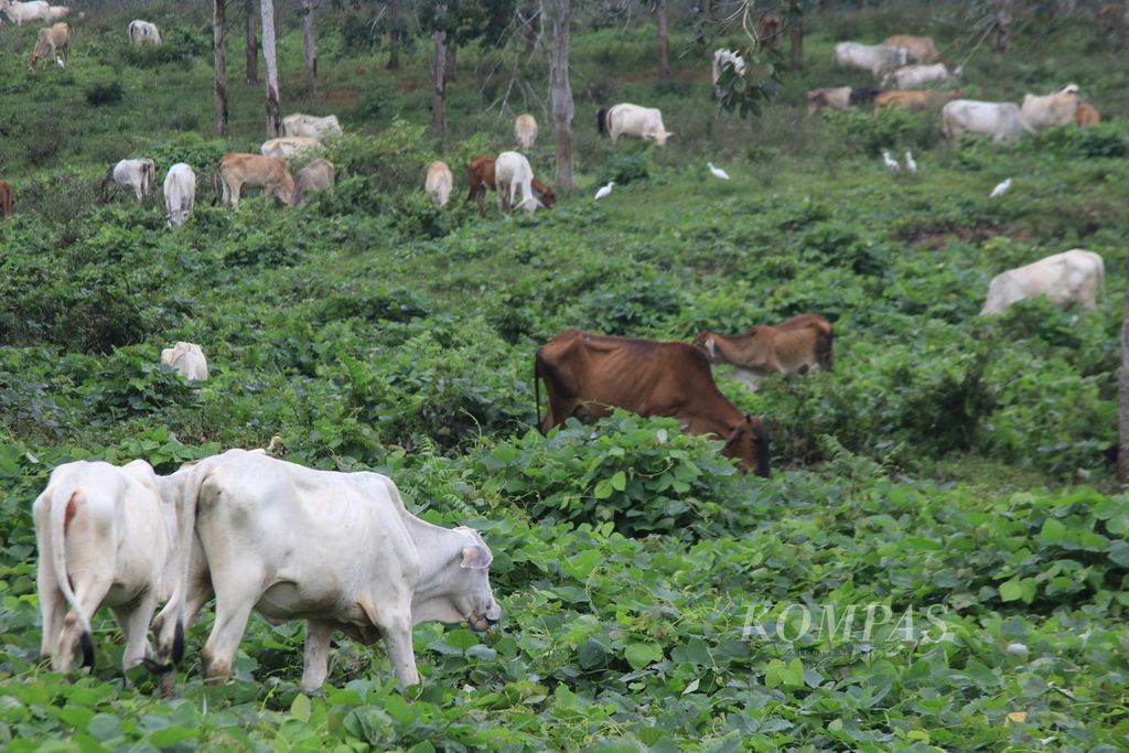 Ternak sapi digembalakan di perkebunan karet perusahaan di Kecamatan Tapian Dolok, Kabupaten Simalungun, Sumatera Utara, Selasa (14/11/2023). Integrasi peternakan dengan perkebunan menjadi solusi minimnya padang penggembalaan.
