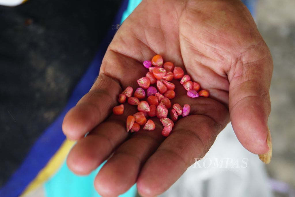 Abdullah Isa (60), petani jagung, menunjukkan bibit jagung hibrida, Kamis (30/11/2023), di rumahnya di Desa Pongongaila, Pulubala, Kabupaten Gorontalo, Provinsi Gorontalo. Satu dus berisi empat kantong bibit dibanderol lebih dari Rp 2 juta.