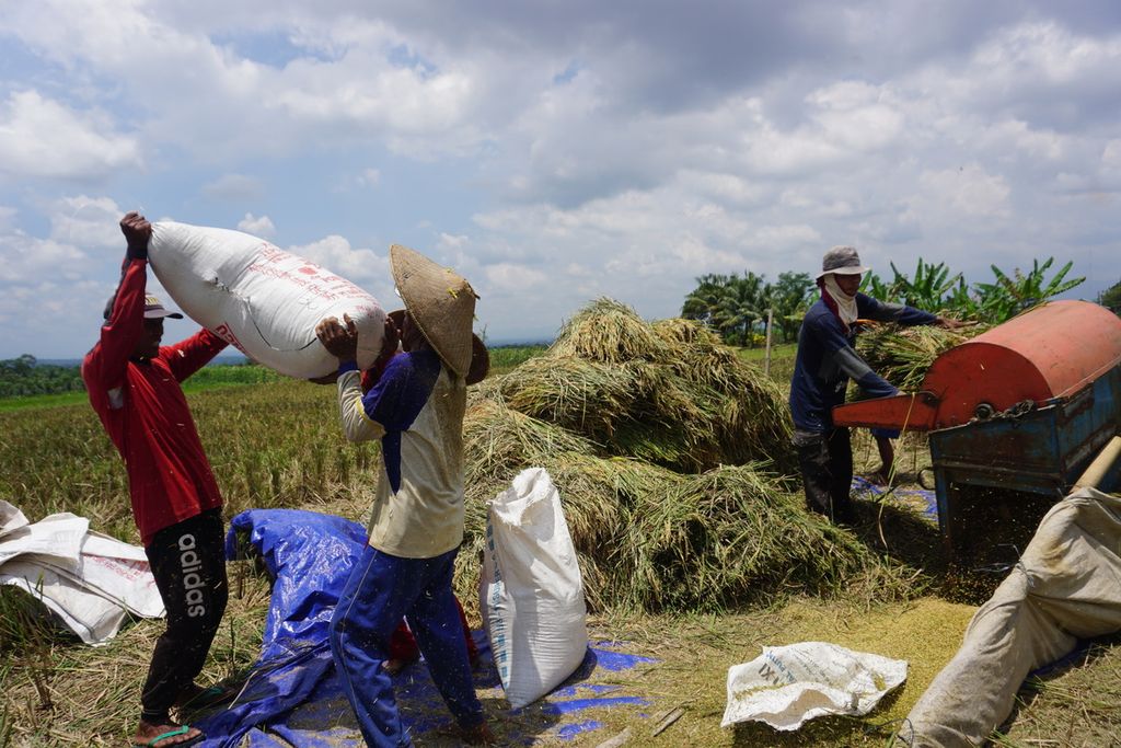 Petani di Desa Brobot, Purbalingga, Jawa Tengah memikul gabah yang baru saja dipanen, Selasa (23/3/2021).