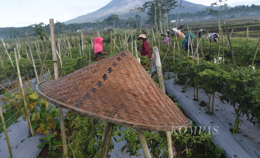 Petani panen cabai di Desa Supiturang, Kecamatan Pronojiwo, Kabupaten Lumajang, Jawa Timur, Kamis (5/3/2020). Hujan membuat banyak cabai menjadi busuk. 