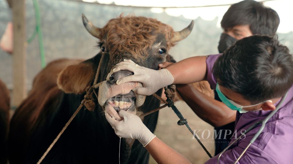 Pemeriksaan fisik hewan ternak di Kawasan Industri Pulogadung, Cakung, Jakarta Timur, Kamis (12/5/2022). Pemeriksaan dilakukan untuk pencegahan merebaknya PMK. 