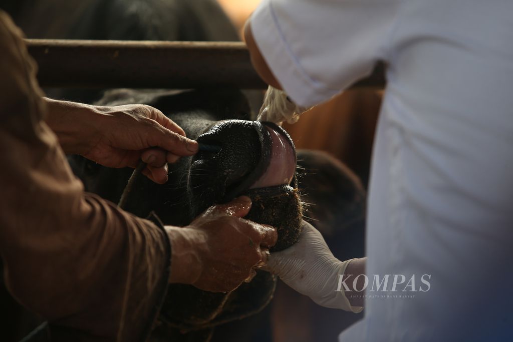Mantri hewan dari Dinas Peternakan Depok melakukan pemeriksaan mulut sapi di peternakan milik Didik Priyanto di Rangkapan Jaya, Depok, Jawa Barat, Jumat (19/5/2022). 