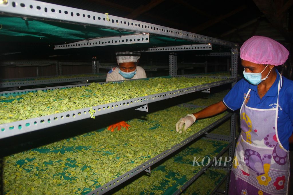 Pengolahan kelor di Desa Kufeu, Kecamatan Io Kufeu, Kabupaten Malaka, Nusa Tenggara Timur, pada Sabtu (22/2/2020). Kelor yang dulu menjadi makanan sapi kini mendatangkan uang bagi mereka.