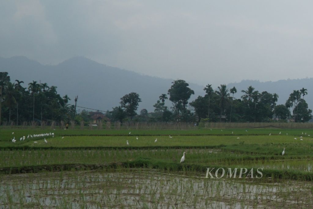 Kawasan perbukitan tampak berkabut ketika difoto dari areal persawahan di Kelurahan Sungai Sapih, Kecamatan Kuranji, Kota Padang, Sumatera Barat, Jumat (25/8/2023).