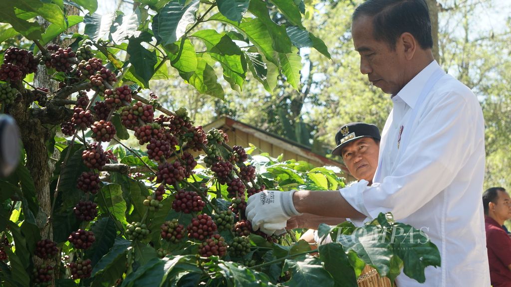 Presiden Joko Widodo meninjau perkebunan kopi di Desa Kembahang, Kecamatan Batubrak, Kabupaten Lampung Barat, Lampung, Jumat (12/7/2024). 