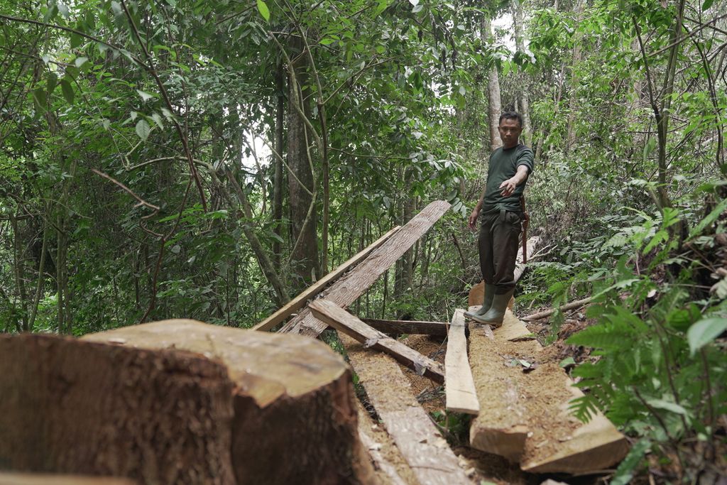 Masyarakat Mitra Polhut, Yaparudin Mitro Jaya, menunjukan titik perambahan kawasan konservasi Taman Nasional Kerinci Seblat di Nagari Gambir, Sungai Sako, Kecamatan Ranah Ampek Hulu, Tapan, Minggu (8/5/2022). Tim <i>Kompas </i>menemukan banyak sisa potongan pohon meranti berdiameter sekitar 1 meter terbengkalai begitu saja, bahkan ada beberapa balok kayu belum dipotong dan diselundupkan oleh para perambah.