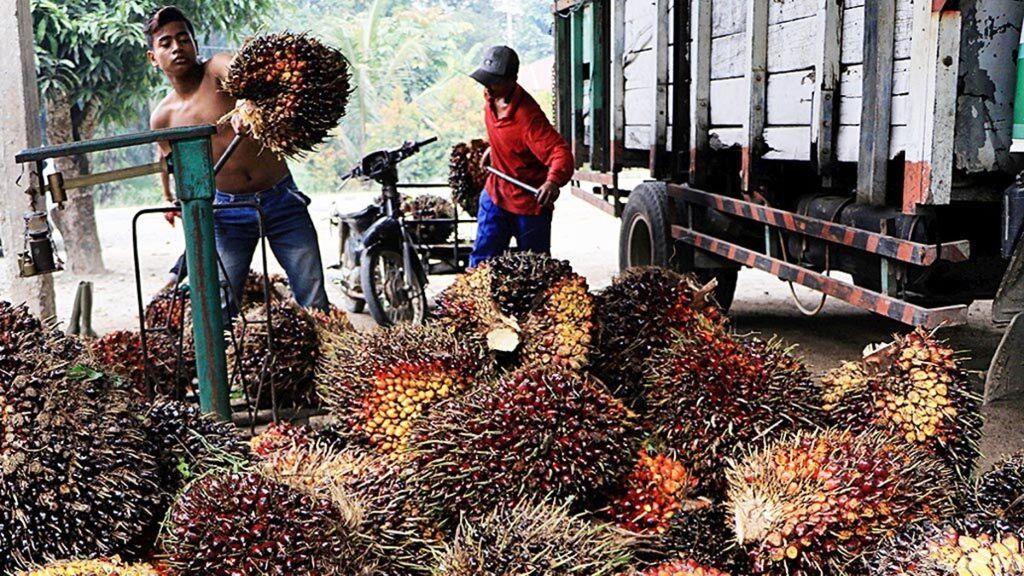 Pekerja menimbang tandan buah segar kelapa sawit di Desa Kuala Air Hitam, Kecamatan Selesai, Kabupaten Langkat, Sumatera Utara, Kamis (14/2/2019).