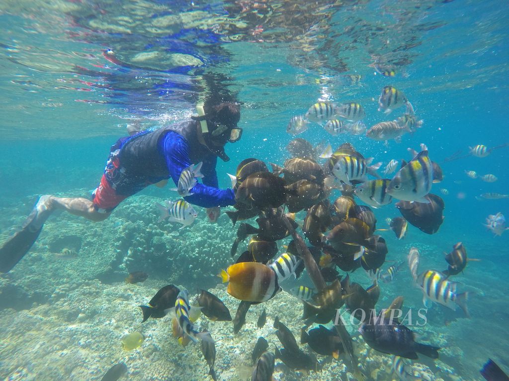 Pemandu wisata memberi makanan kepada beragam jenis ikan di Taman Laut Olele, Jumat (7/10/2022).
