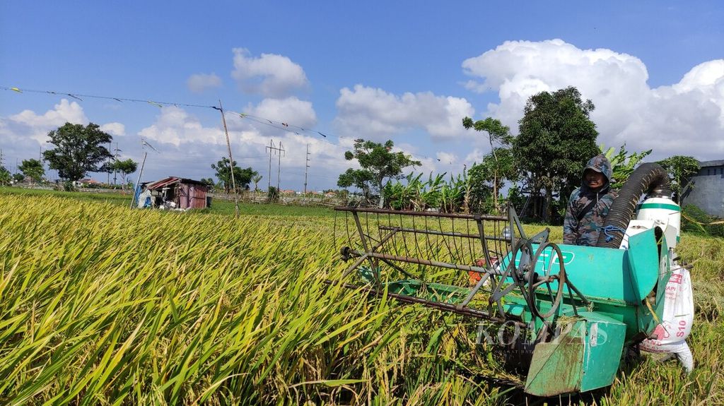 Kota Denpasar memiliki area sawah yang masih produktif. Musim panen ini, sekitar 1.700 hektar sawah di Kota Denpasar diperkirakan mampu menghasilkan 2.717,99 ton gabah. Suasana di area Subak Intaran Barat, Sanur Kauh, Kecamatan Denpasar Selatan, Minggu (10/9/2023).