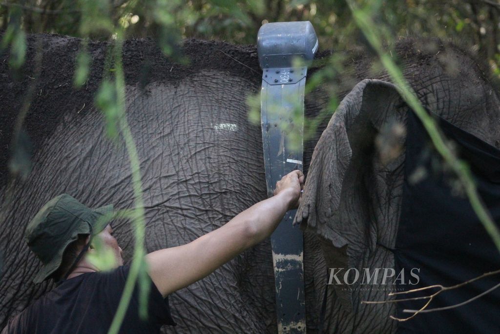 Petugas dari Balai Konservasi Sumber Daya Alam Sumatera Selatan sedang memasang GPS collar pada salah satu gajah sumatera liar di Kecamatan Air Sugihan, Kabupaten Ogan Komering Ilir, Sumatera Selatan, Jumat (13/5/2022). 