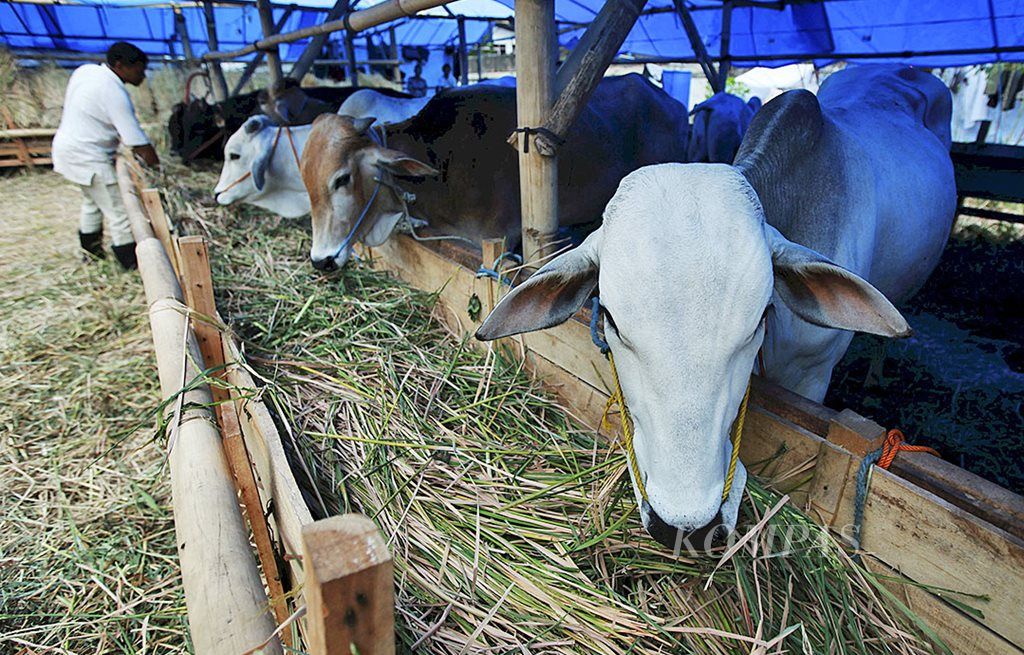Sapi mulai dipasarkan untuk kebutuhan kurban pada Idul Adha  seperti di tempat penjualan hewan kurban Hikmah Qurban di Jalan Sudirman, Bandung, Kamis (24/8).  Harga jual sapi mulai Rp 17 juta per ekor, sedangkan  harga domba atau kambing  mulai Rp 1,9 juta per ekor.