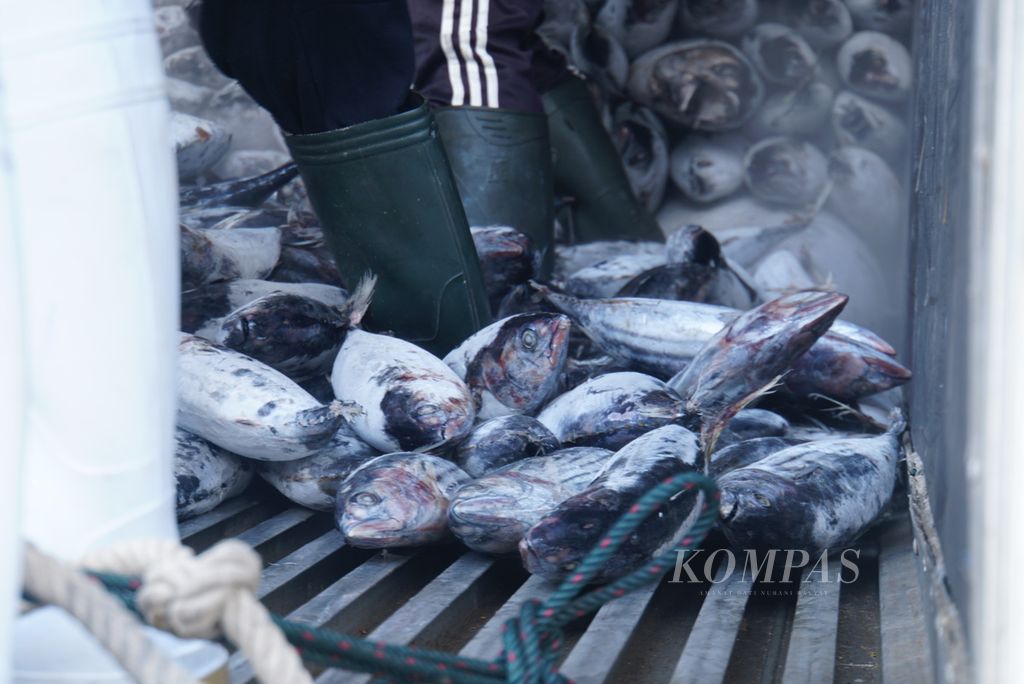 Ikan-ikan hasil tangkapan dari Kapal Motor Citra Express 11 berukuran 239 gros ton dimuat ke dalam peti kemas berpendingin di Pelabuhan Perikanan Samudera Bitung, Sulawesi Utara, Jumat (20/10/2023). 