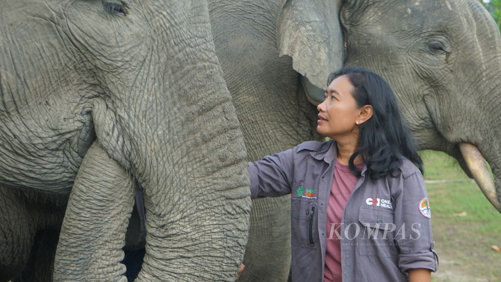 Dokter hewan Erni Suyanti Musabine bersama gajah jinak di Suaka Margasatwa Padang Sugihan, Banyuasin, Sumatera Selatan, Sabtu (14/5/2022). Dia menyelamatkan satwa dilindungi dengan kemampuannya membius.