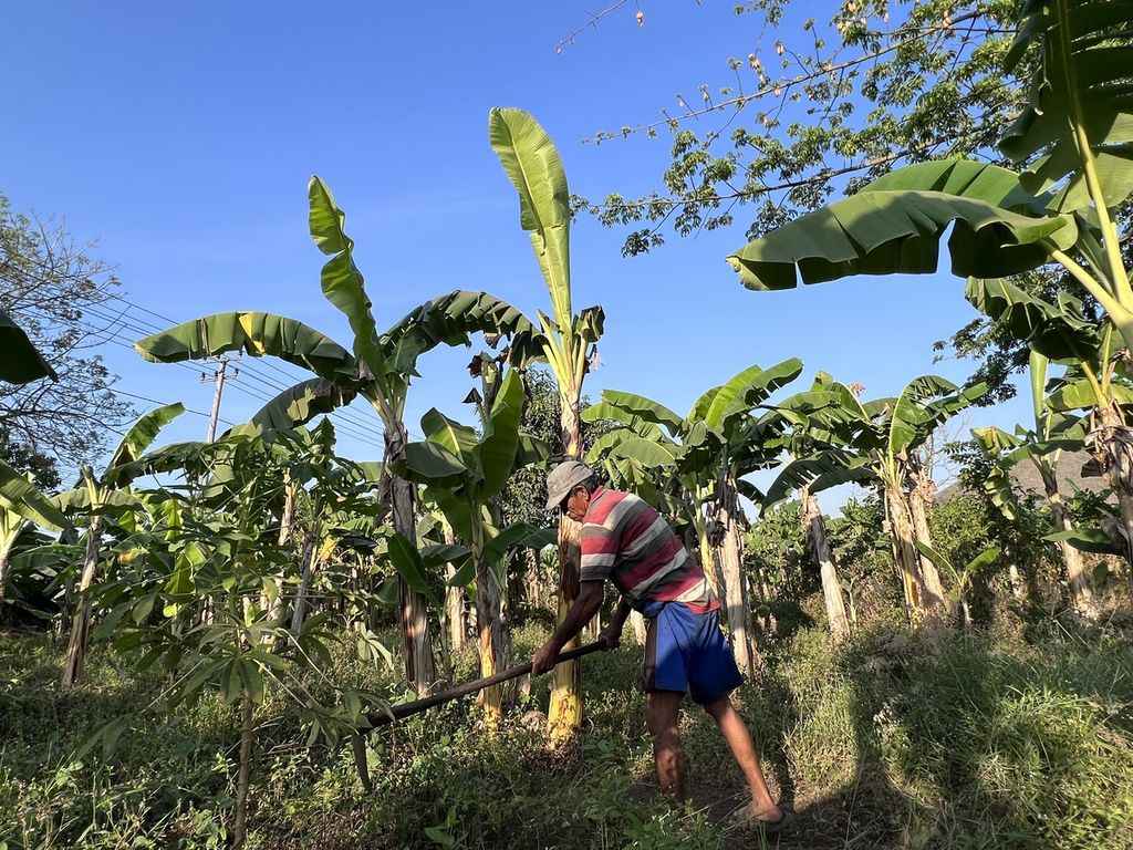 Seorang petani membersihkan kebun pisangnya di Desa Romang Polong Kecamatan Somba Opu, Gowa, Sulawesi Selatan, Kamis (12/10/2023). Pisang adalah salah sayu komoditas andalan daerah ini.