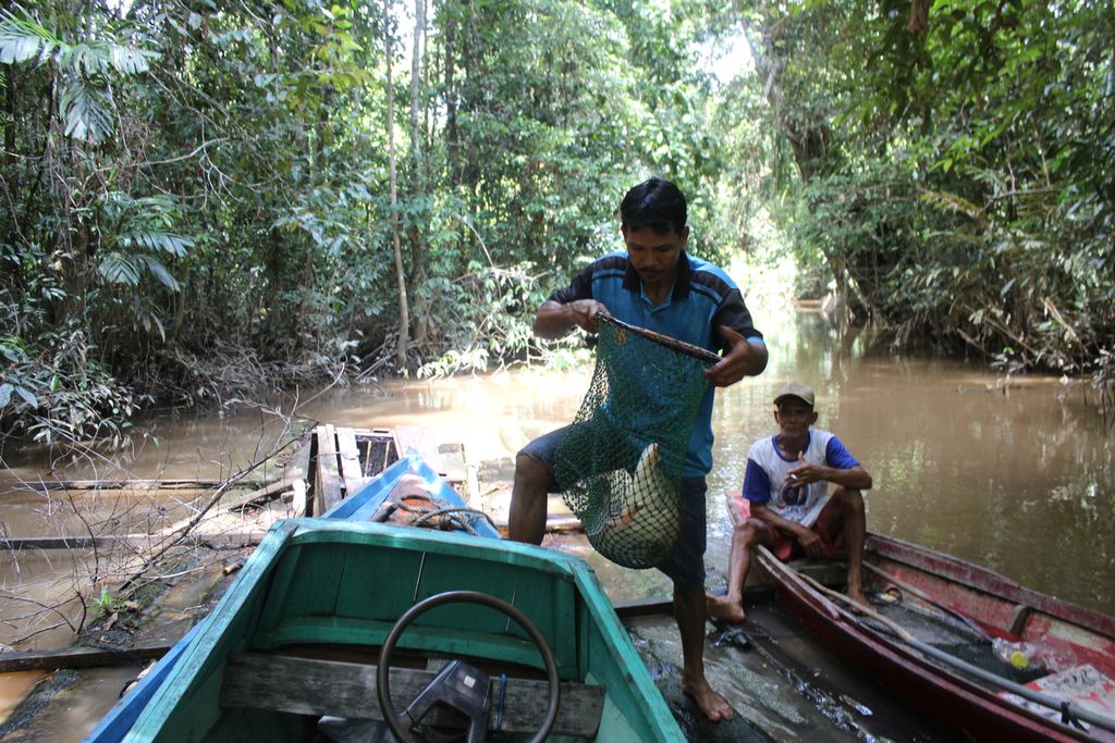 Nelayan tradisional dari Bukit Sua, Kota Palangkaraya, menggunakan jaring besar  untuk menangkap ikan, Kamis (17/2/2022). 