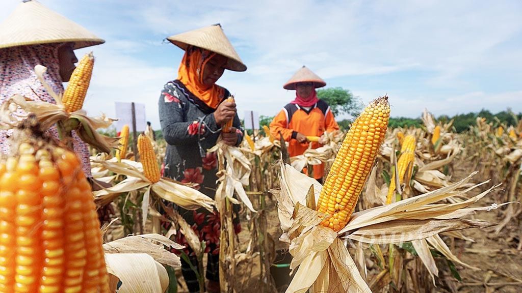 Petani jagung di Desa Braja Selebah, Kecamatan Way Jepara, Kabupaten Lampung Timur, Lampung, memanen jagung, Jumat (8/12/2017). Produksi jagung di Lampung mencapai 2,4 juta ton pada tahun 2017. Lampung menyumbang 8,59 persen dari total poduksi jagung nasional sebesar 27,9 juta ton.