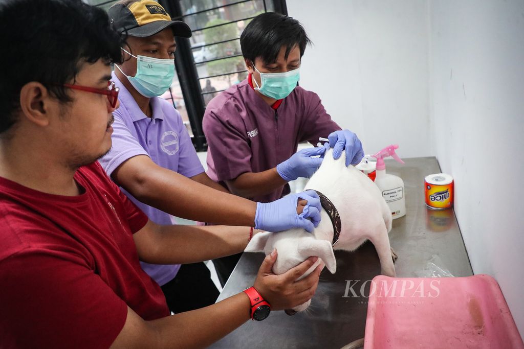 Tenaga kesehatan hewan menyuntikkan vaksin rabies pada anjing di Pusat Kesehatan Hewan (Puskeswan) Ragunan, Jakarta, Sabtu (7/10/2023). 