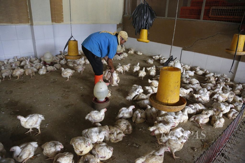 Pekerja memilih ayam pesanan pelanggan di distributor ayam potong di daerah Kalimalang, Jakarta Timur, Senin (26/6/2023).
