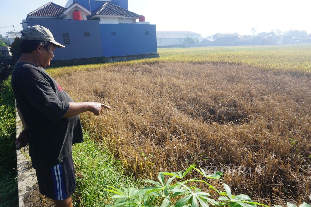 Karto (62) showed damaged rice plants affected by the brown planthopper pest, in Karangrau Village, Sokaraja, Banyumas, Central Java, on Tuesday (7/5/2024). Farmers experienced crop failure and suffered losses amounting to millions of rupiahs due to this pest.