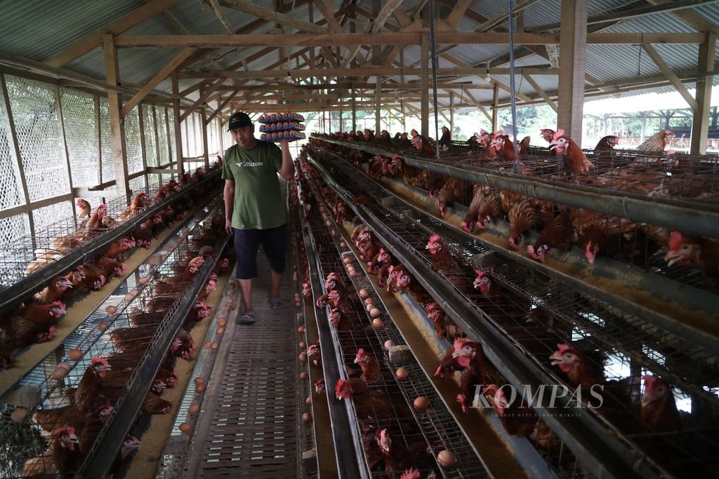 Peternak memanen telur di sebuah peternakan ayam petelur di kawasan Pengasinan, Bogor, Jawa Barat, Sabtu (24/2/2024). Saat ini harga telur ditingkat peternak mencapai Rp 28.200 per kilogram. Meskipun harga telur tinggi, namun para peternak mengeluhkan tingginya harga pakan yang mencapai 380.000 per zak (50 kilogram). Menururt peternak, kenaikan pakan dipicu lonjakan harga jagung. Menjelang puasa permintaan telur belum terlalu signifikan. 